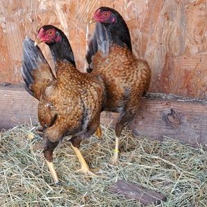 Meet your Posher, Ramiro